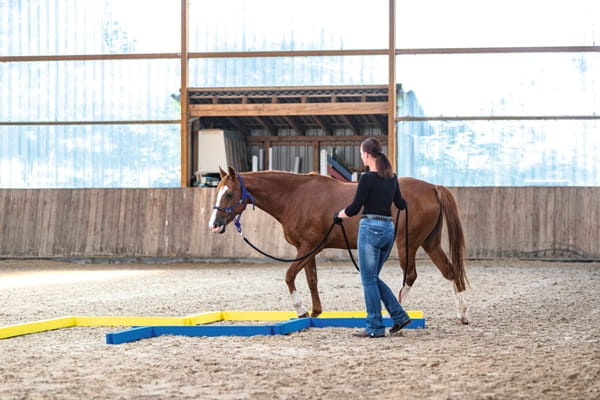 Agility Puzzle Stange