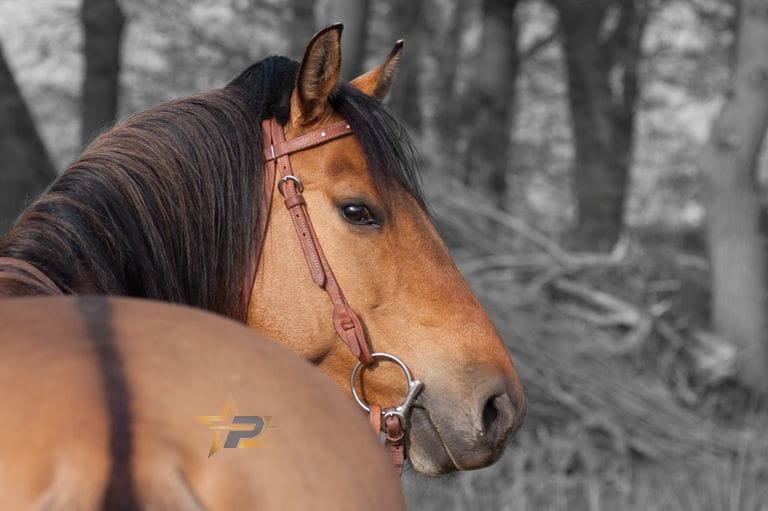 Sparkle! Quick Change V-Shaped Harness Kopfstück mit Clearstones