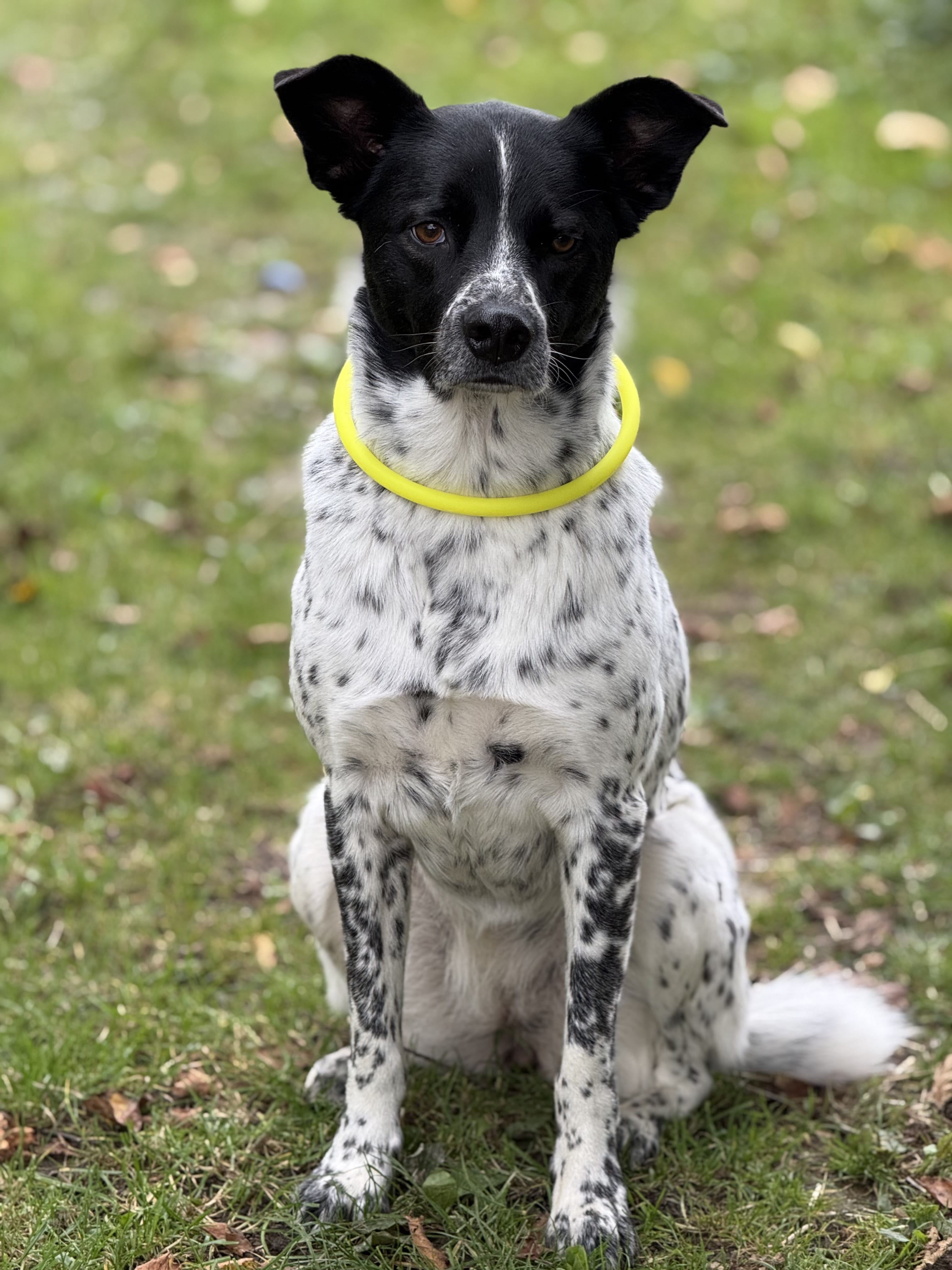 Visio Light Leuchthalsband