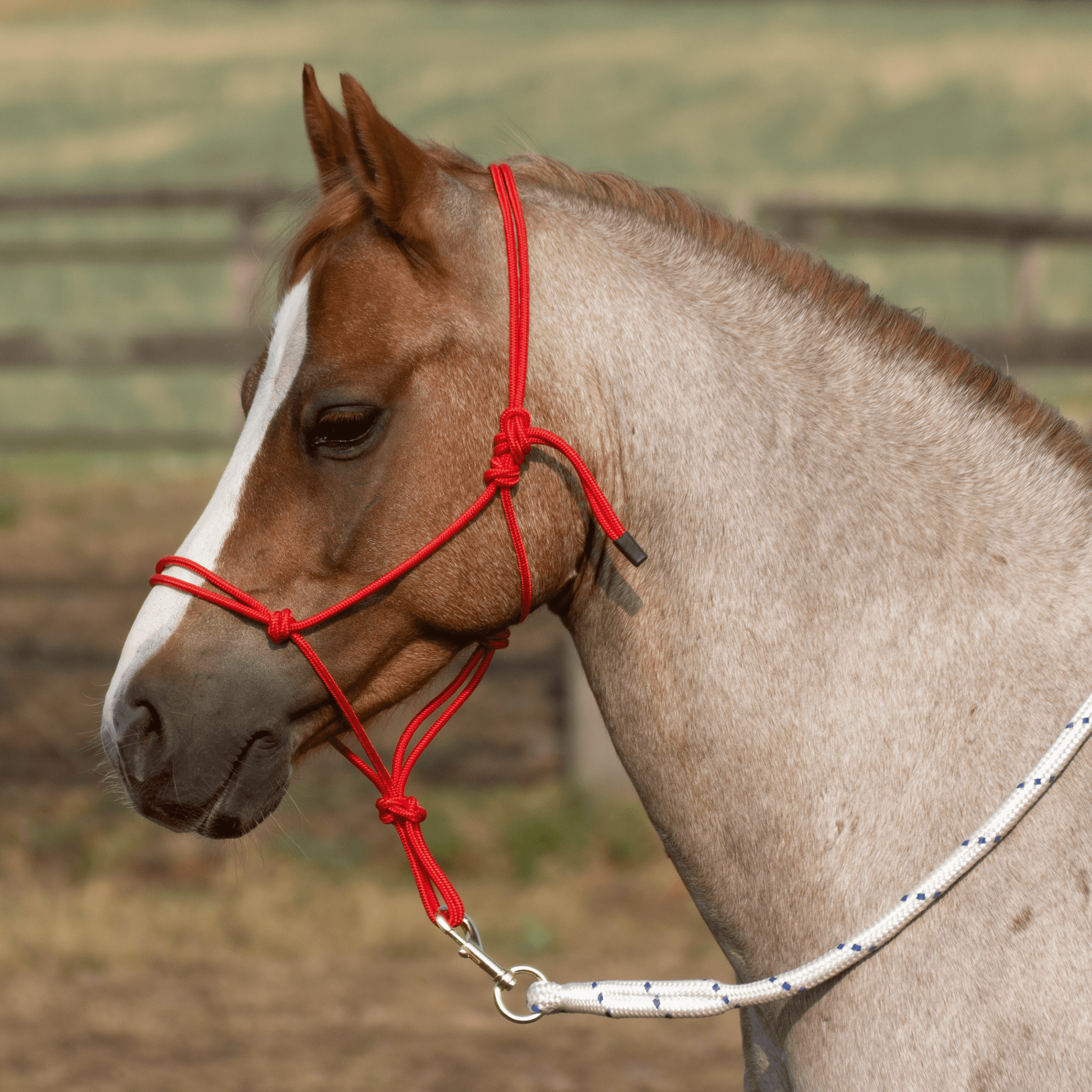 Knotenhalfter Smooth II