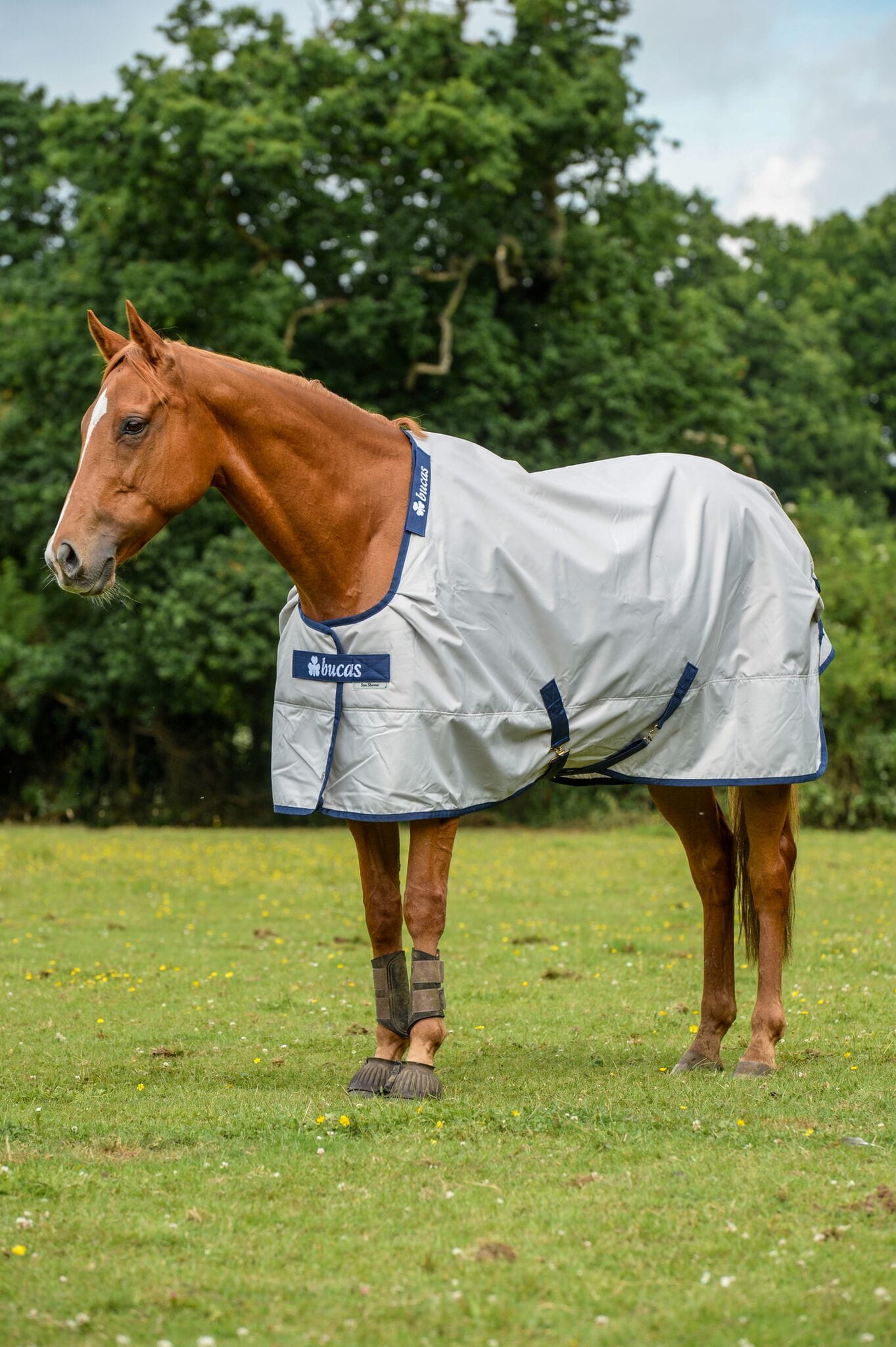 Bucas Power Turnout light Big Neck