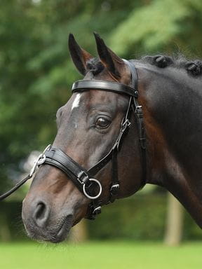 Bodenarbeit & Longieren