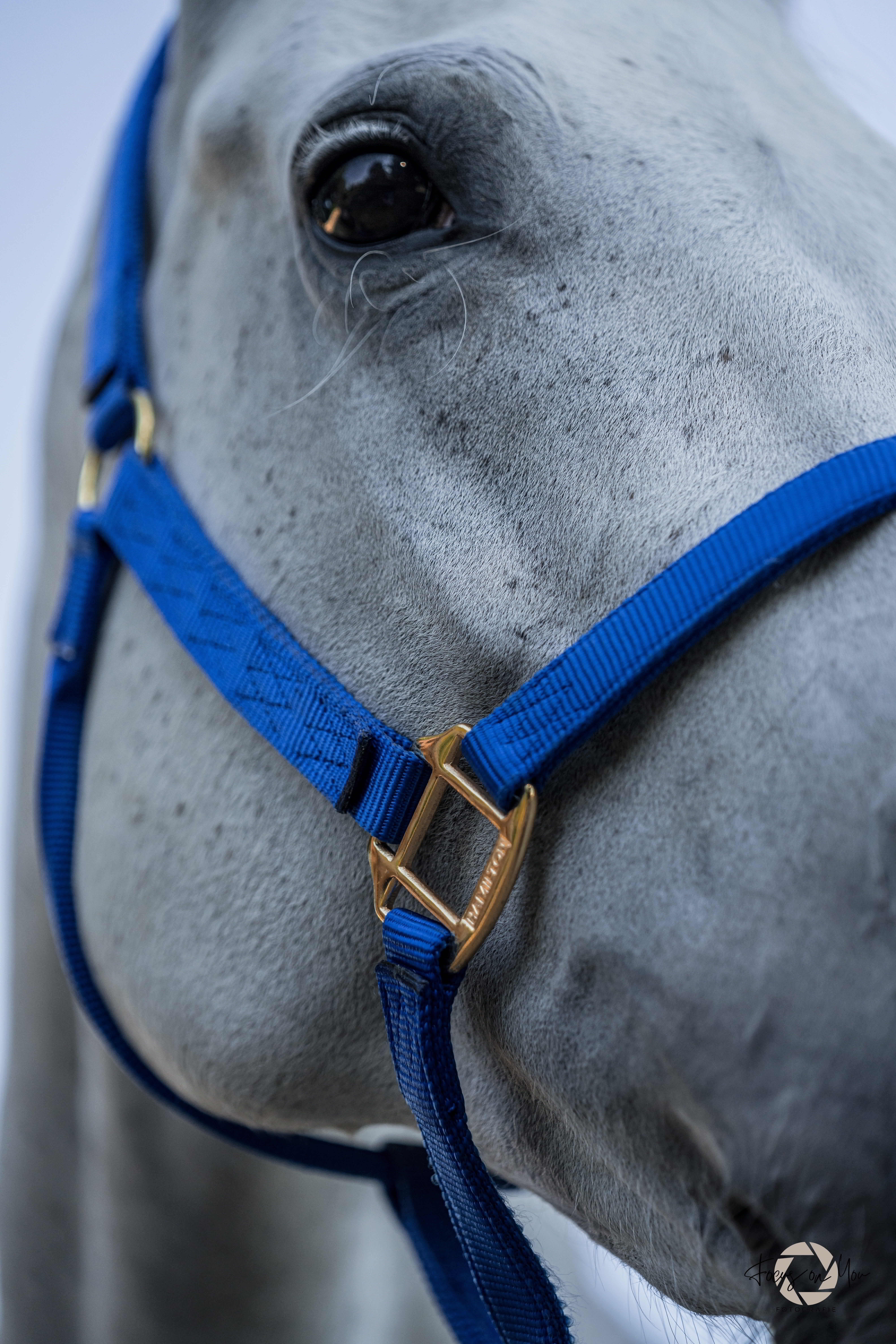 Hamilton Halfter Quality - Breite 2,5 cm