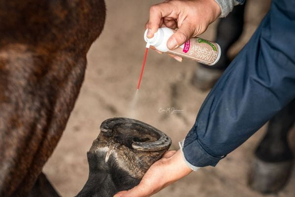 Bense & Eicke Strahl- & Hufspray 150ml