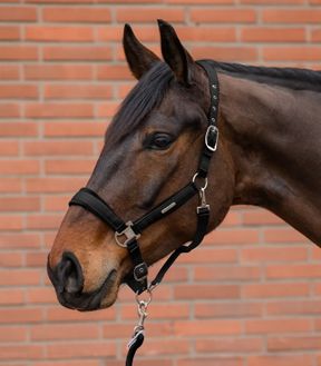 Stallhalfter