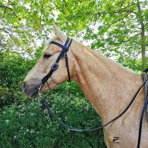 Browband / Stirnband