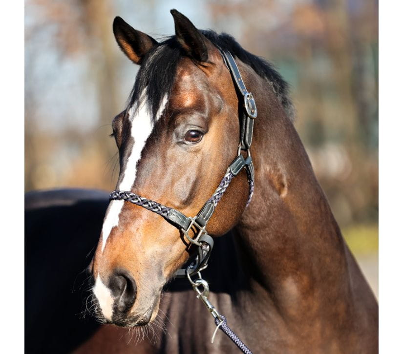 Flechthalfter Tessa Leder