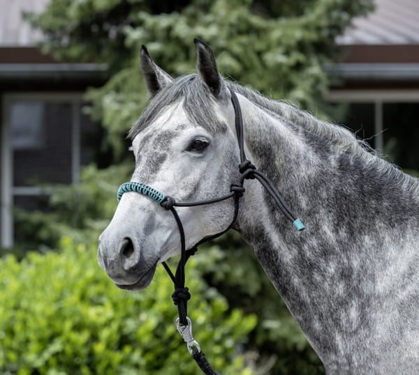 Knotenhalfter Glitzer