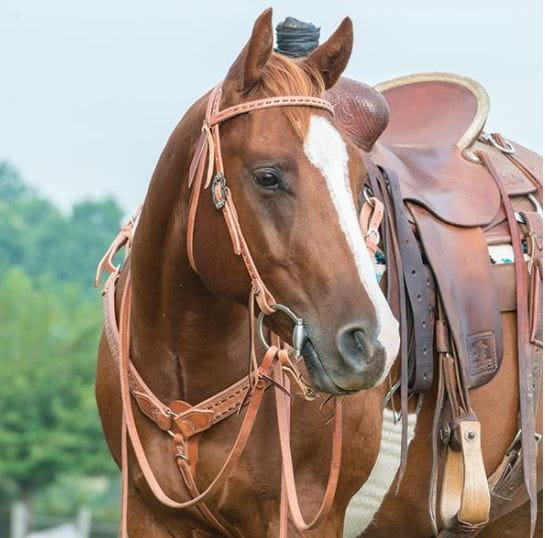 Weaver Buckstitch Contoured Breast Collar