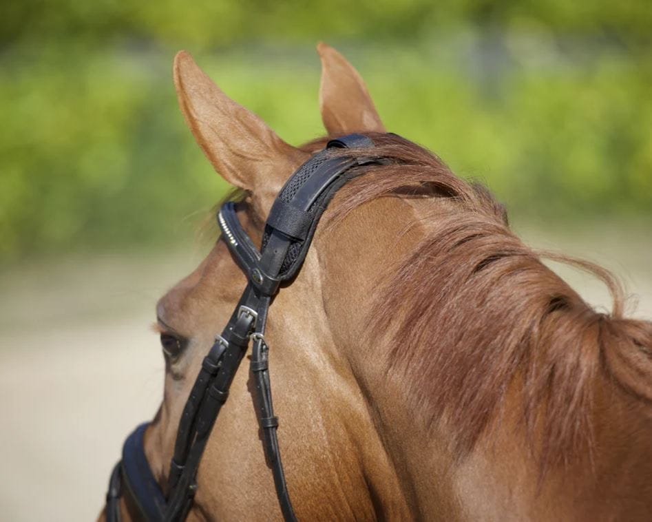 Back on Track Genickschoner mit 4 Klettverschlüssen