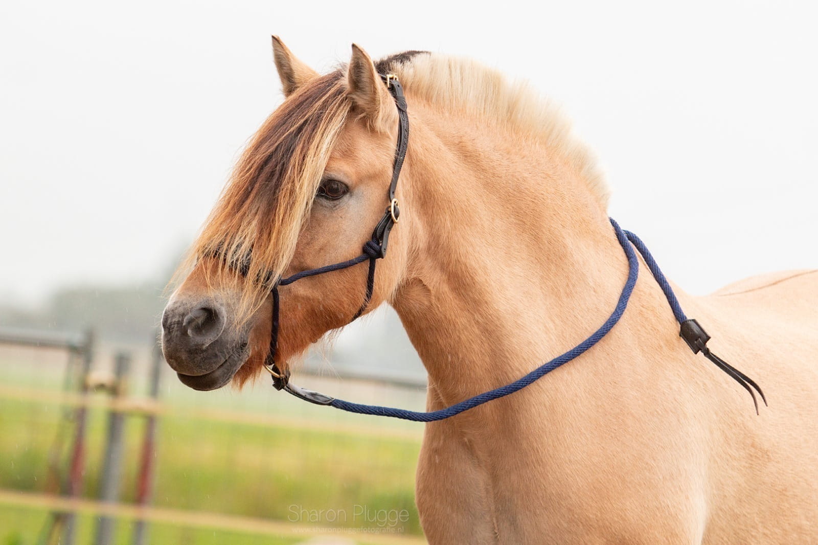 EDIX Resi Ropehalter