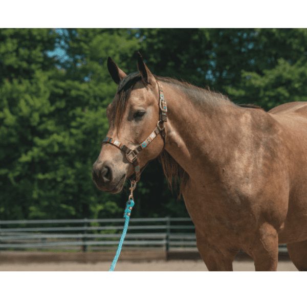 Weaver Patterned Halter Average Lost
