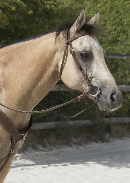 Browband Kopfstück Colorado dark brown