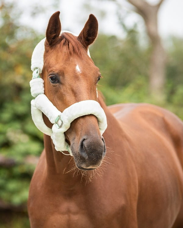 Kuschelhalfter Alaska Kunstfell