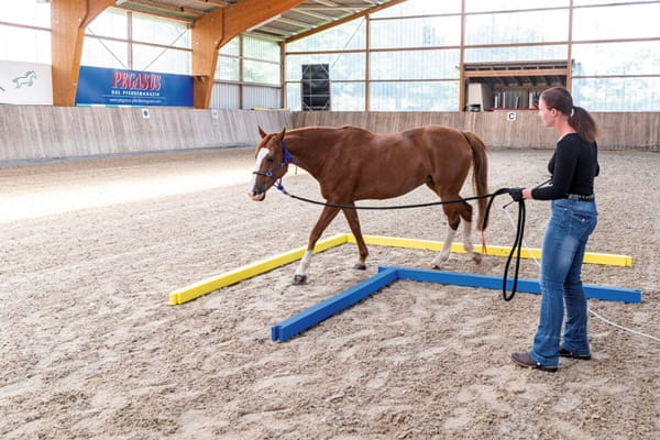 Agility Puzzle Stange