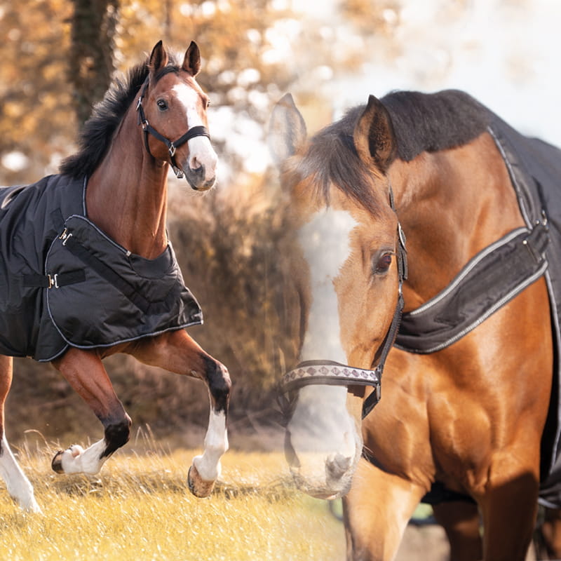 Halifax 2in1 Outdoor- und Führanlagendecke 50g