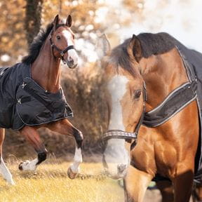 Ausreitdecken & Führanlagendecken