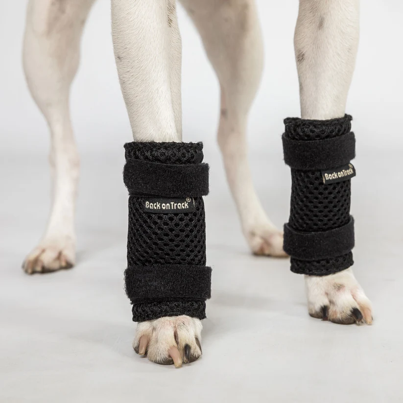Back on Track Dog Leg Brace Milo - Pair