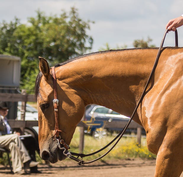Ultimate Cowboy Gear Einohr Floral Buckle
