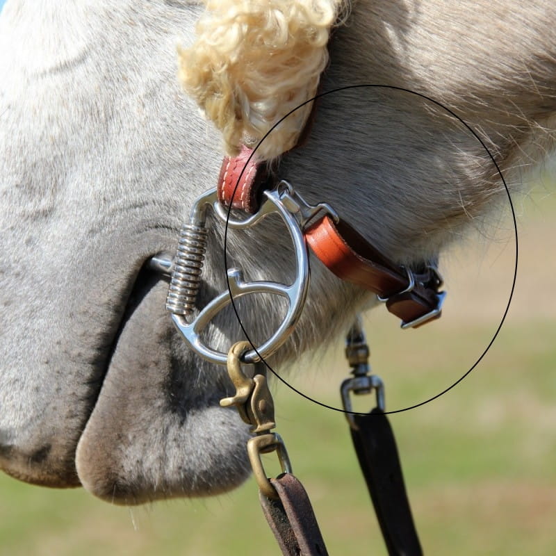 Myler Beta Curb Strap Kit