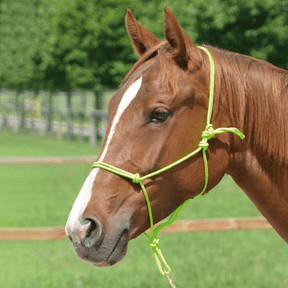 Bodenarbeit & Longieren