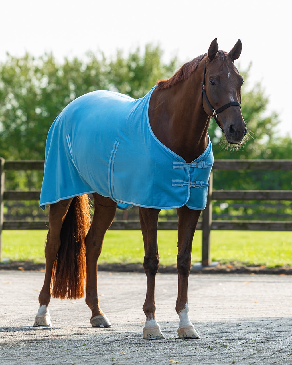 Abschwitzdecke Colorfull