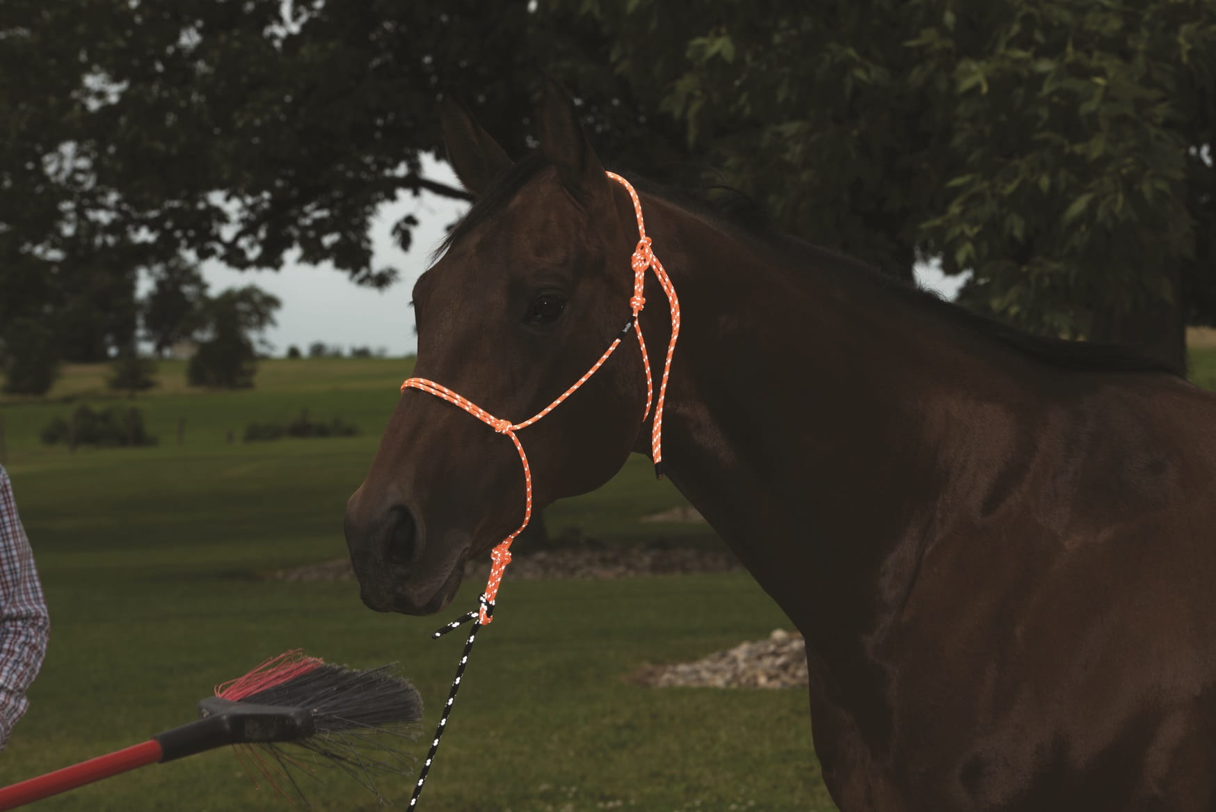 Weaver Knotenhalfter Reflectiv