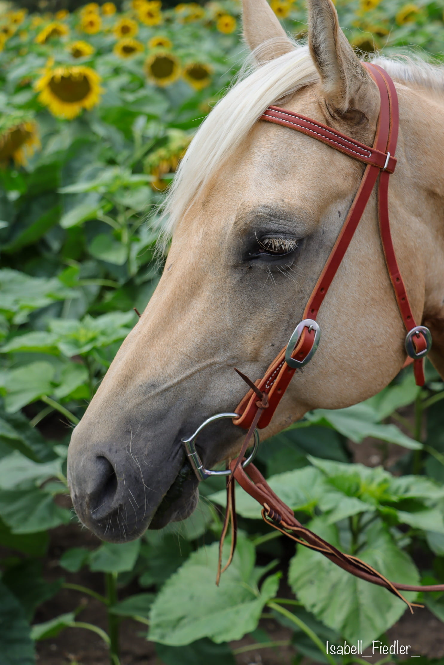 Ultimate Cowboy Gear Browband Latigo