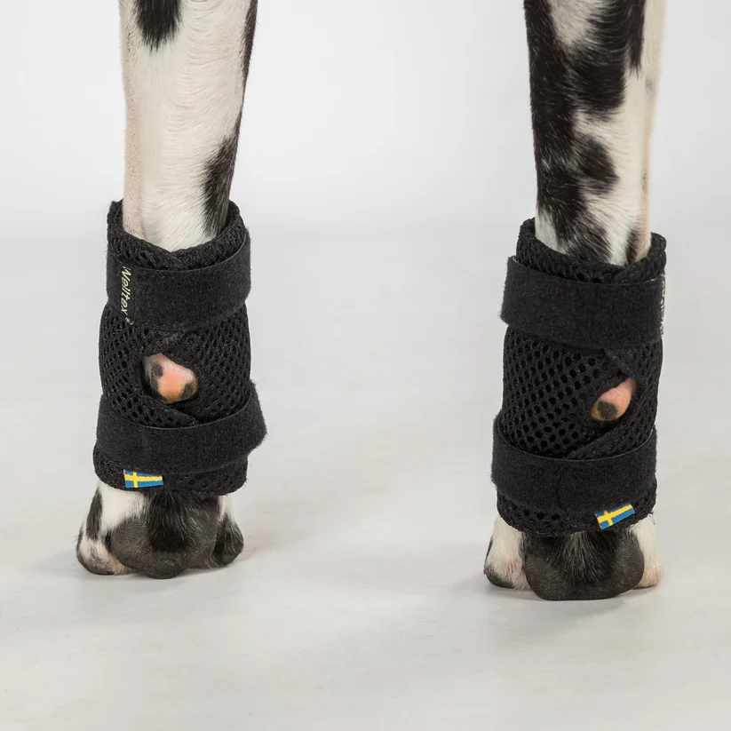 Back on Track Dog Leg Brace Milo - Pair