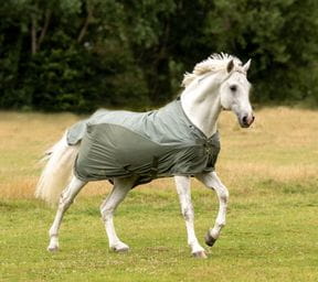 Fliegen & Ekzemerdecken