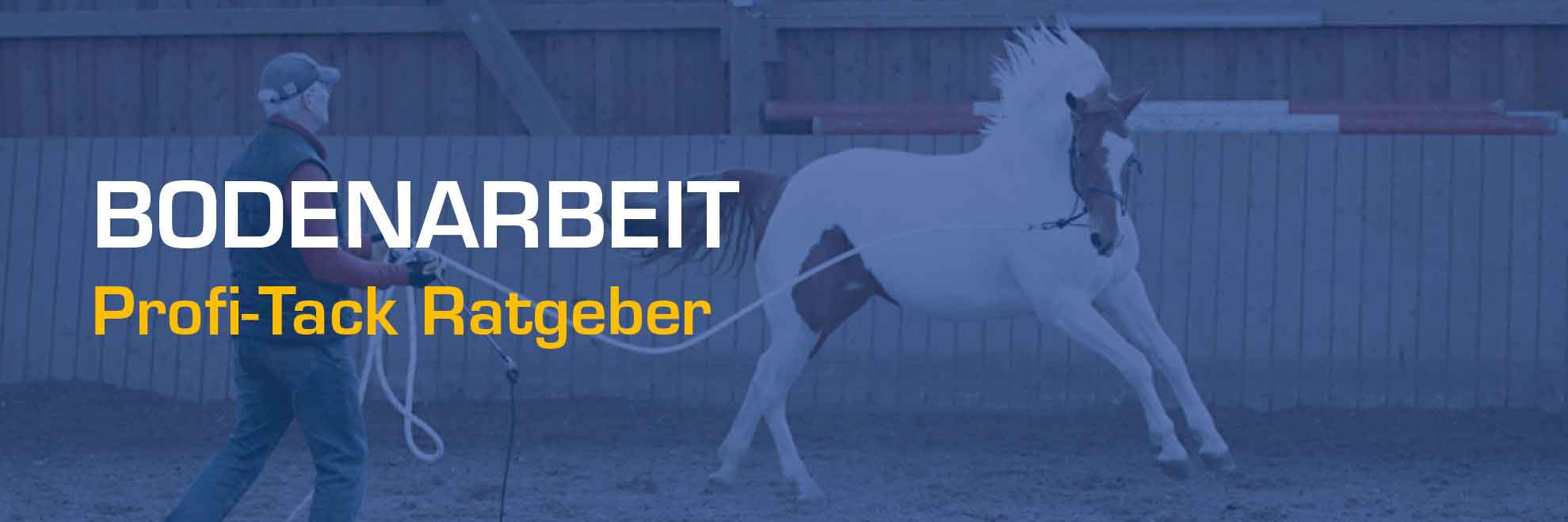 Bodenarbeit mit deinem Pferd