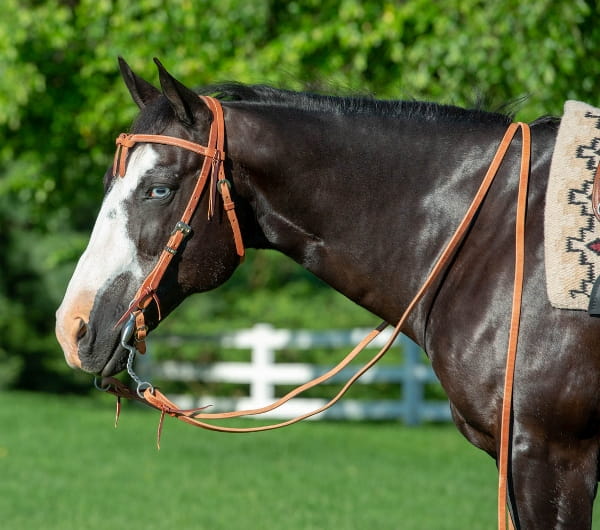 Weaver Diamond Bar Futurity Kopfstück
