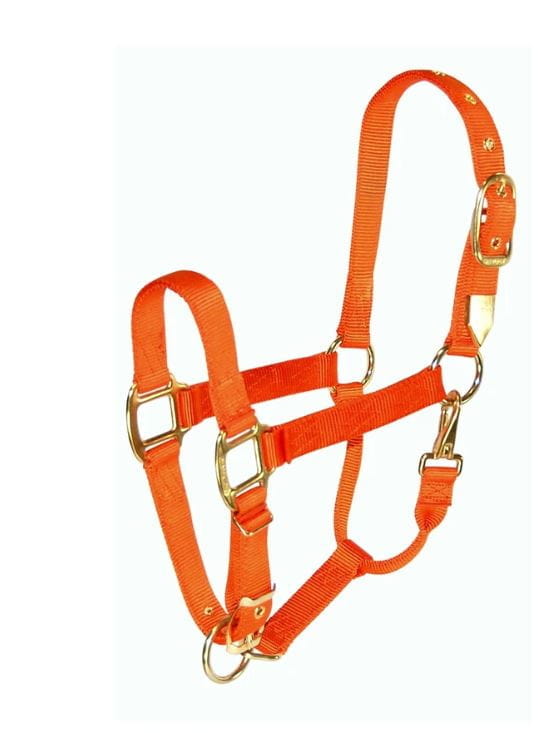 Hamilton Halfter Quality - Breite 2,5 cm