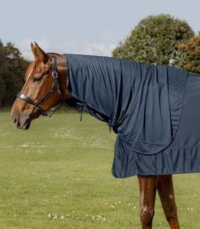 Wellness & Regeneration