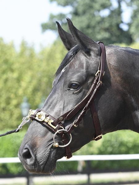 Kappzaum Professional Solibel