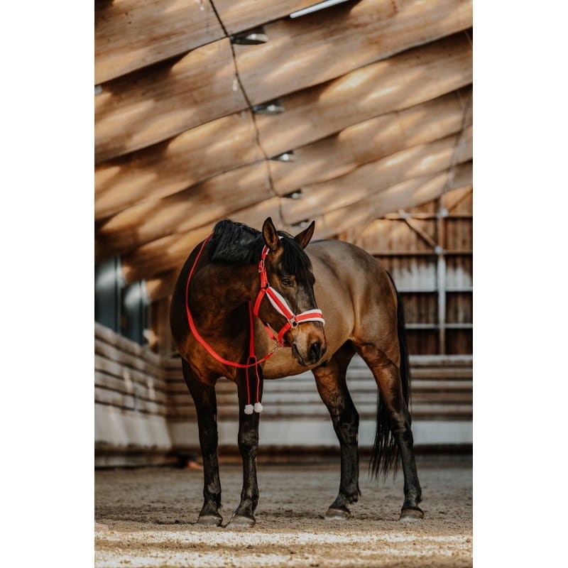 EQUITHÈME Halfter + Strick Weihnachten
