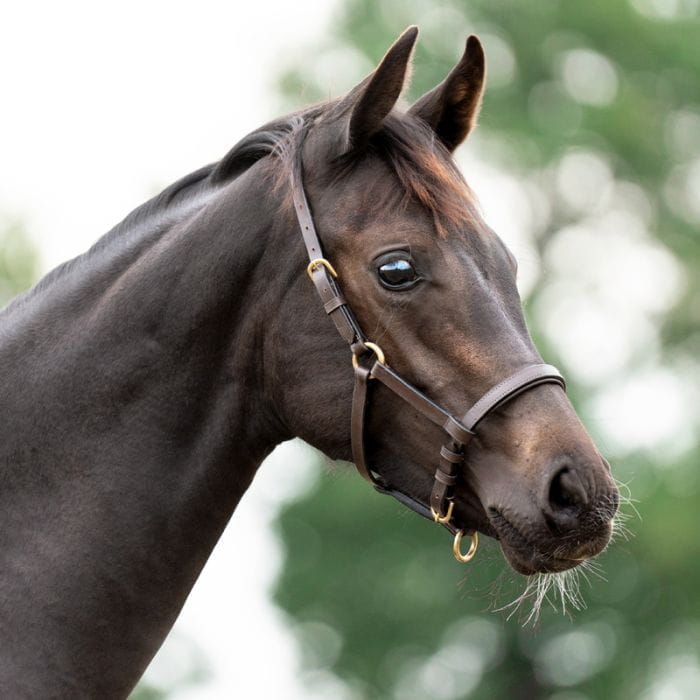 Lederhalfter für Fohlen und Jährlinge
