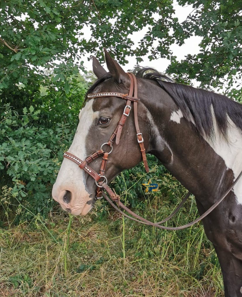 Cattlemans Rhinestone Sidepull