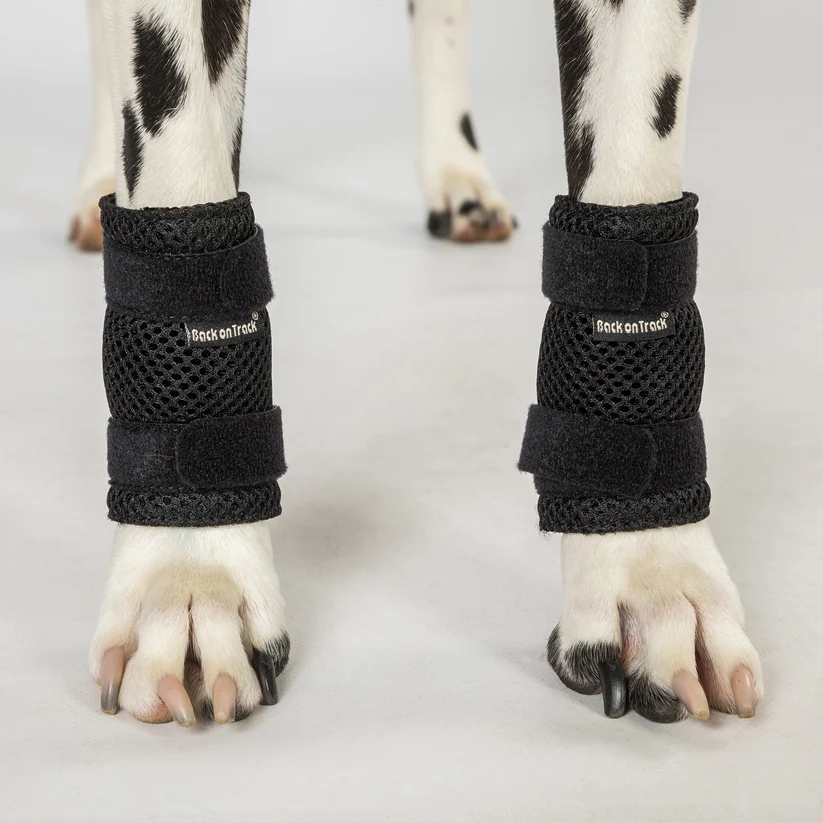 Back on Track Dog Leg Brace Milo - Pair