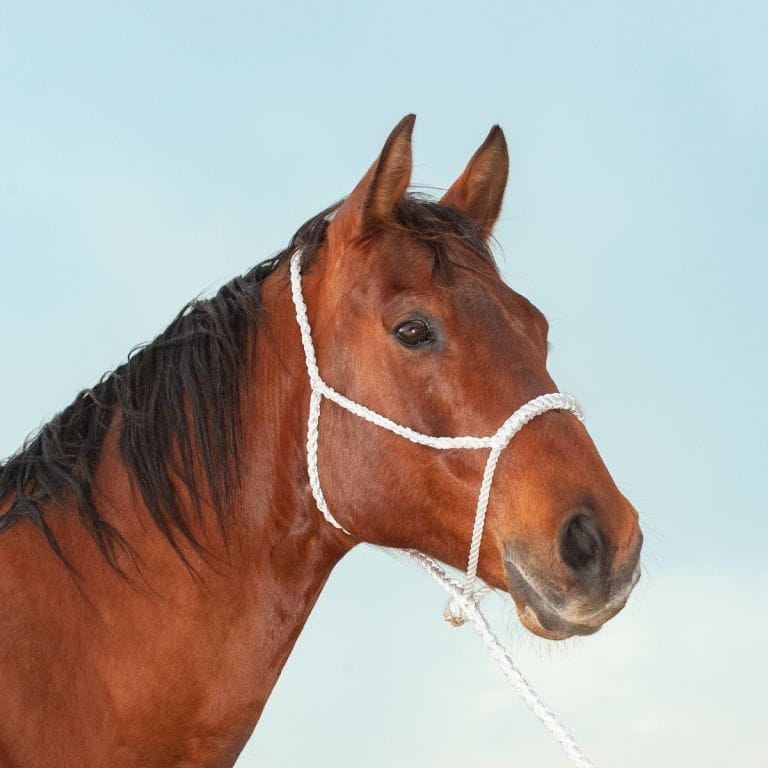 Classic Equine Rope Nose Halter and Leadrope