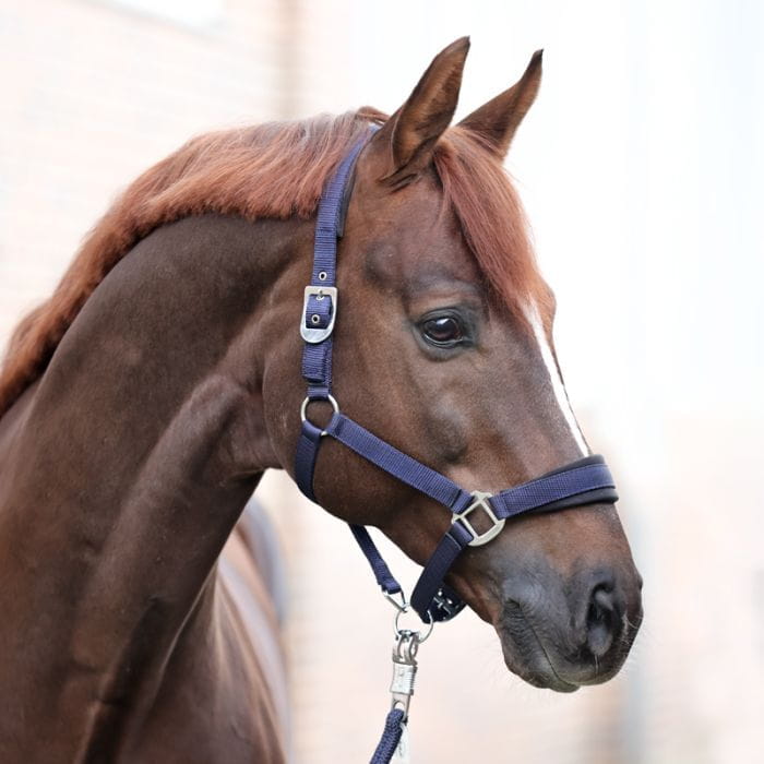 Perlon Halfter Classic Simple