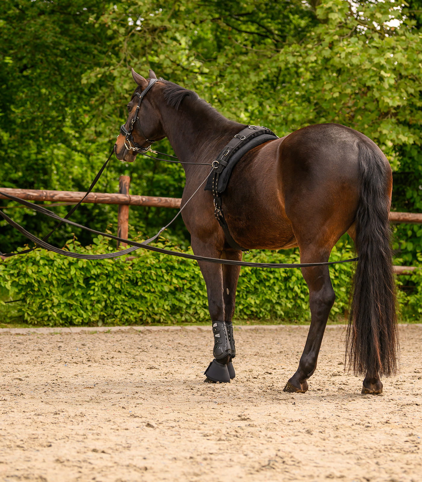 Doppellonge Classic Silver