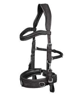 Bodenarbeit & Longieren