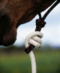 Double Diamond Brannaman Treeline Bodenarbeitsseil 4,30m