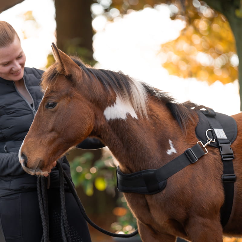 Foalmaster-Fohlengeschirr mit Haltegriff