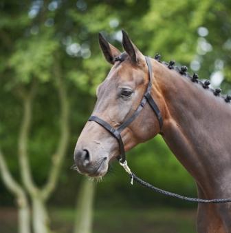 Weidehalfter ohne Metall mit Klettverschluss- sehr sicher