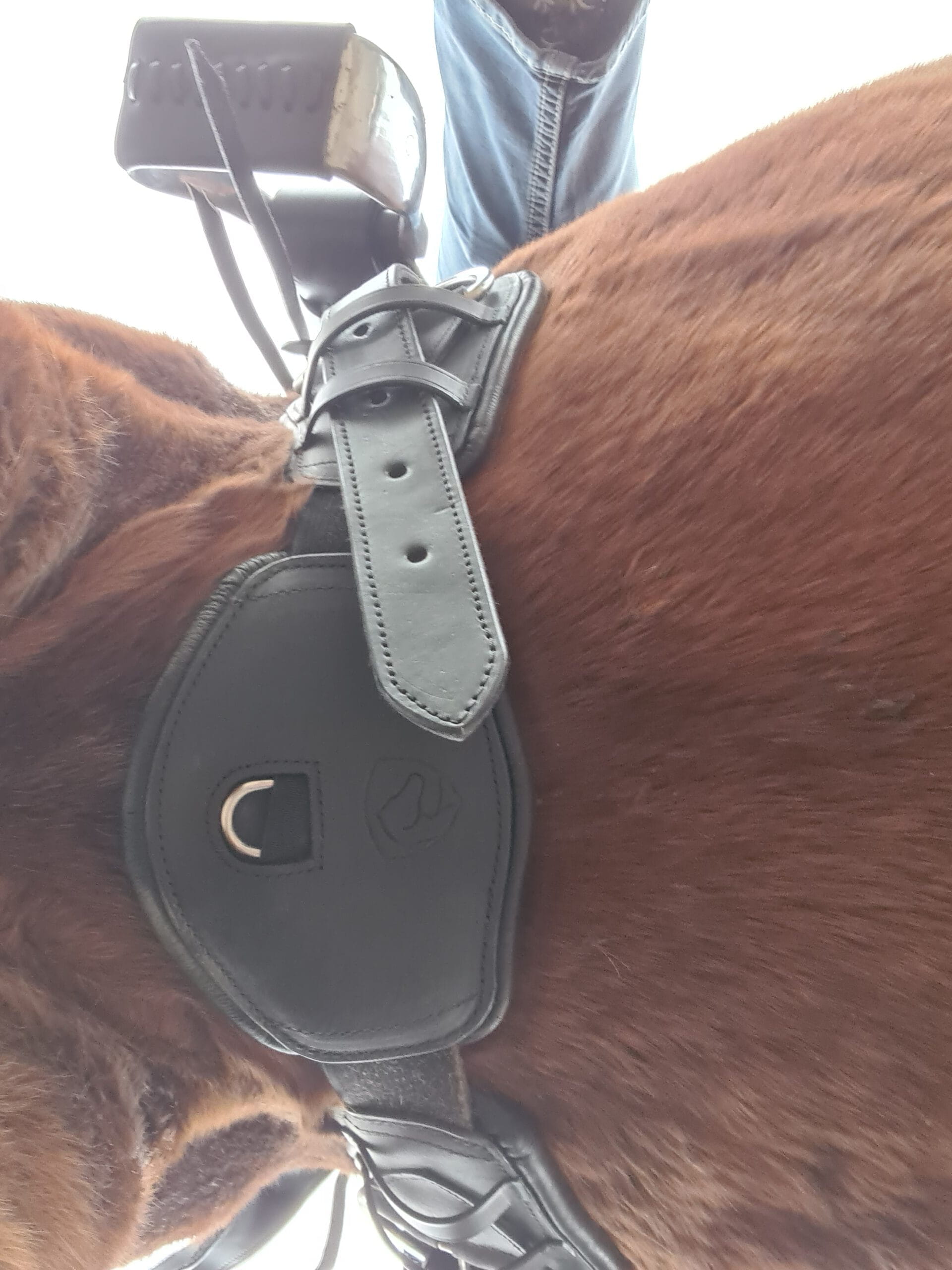 EDIX Western Halbmondgurt