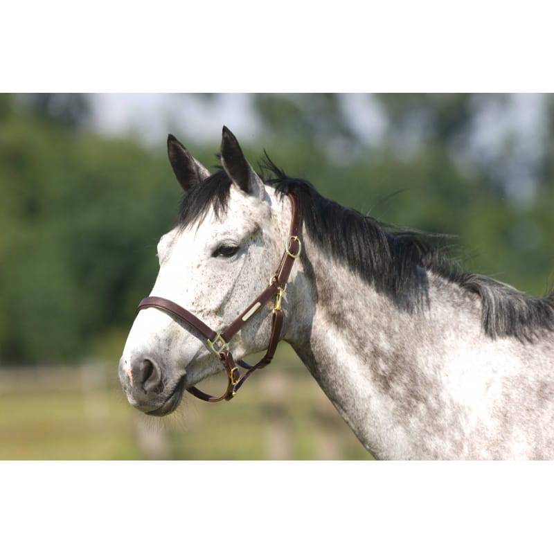 NORTON Leder Halfter mit doppeltem Verschluss