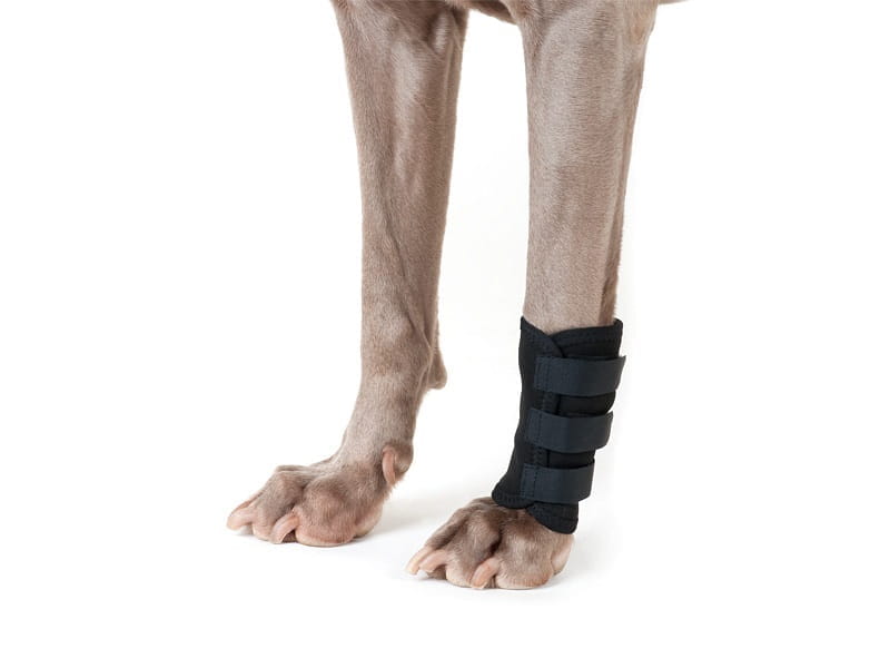 Back on Track Gelenkschoner Hund mit Klettverschluss