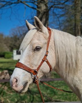 Bosal / Gebisslos